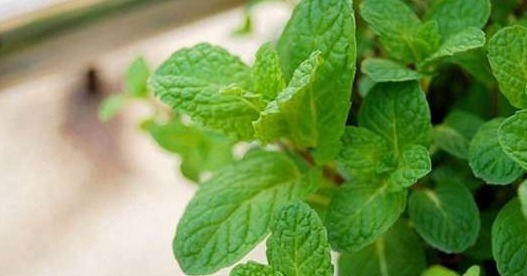 这些盆栽植物疯长爆盆很容易!分分钟长满阳台,扮靓你的生活