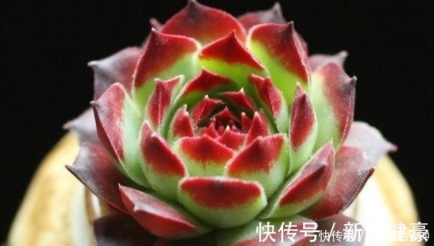 多肉植物这样换盆, 没有养不好的肉肉!