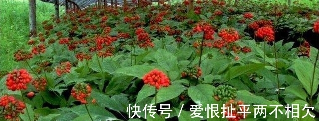 自然界中有些植物的“花序”为什么不尽相同,其中有什么秘密?