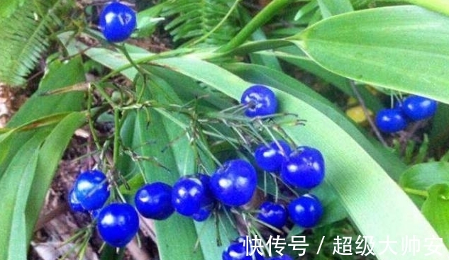 菅兰|此草全株有毒,看到它千万要注意,不要乱采摘