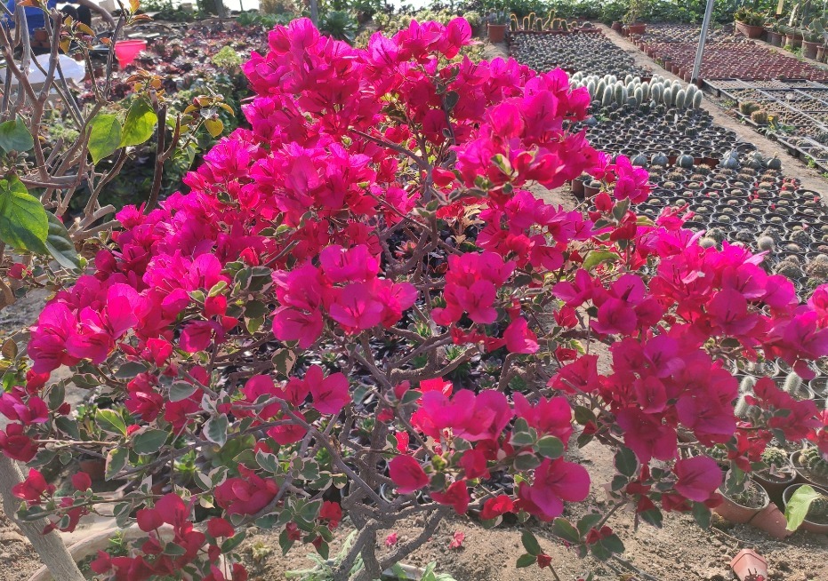 小叶紫|三角梅开过一次就不再开花适当对它“狠一点”，才能快速冒花苞