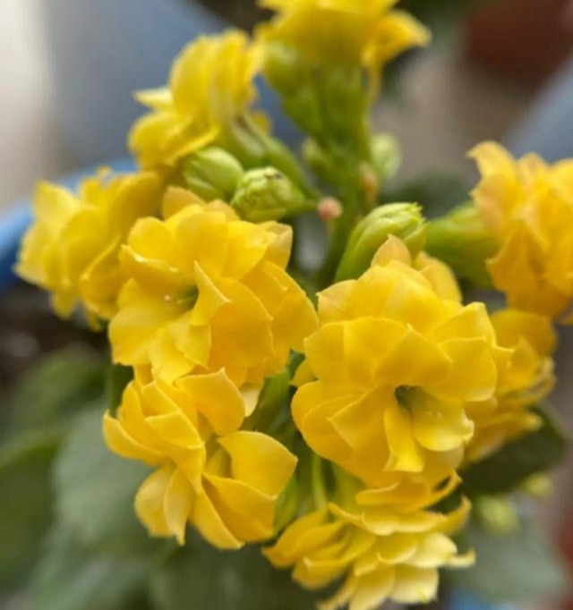 品种|75个长寿花品种，一个比一个美，一起来认识一下吧！