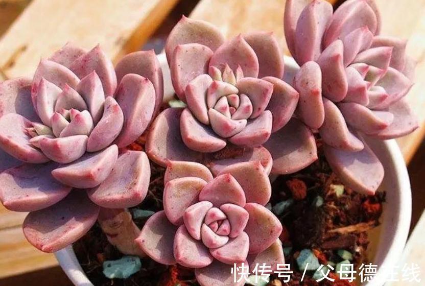 6种大普货多肉,真的好养易出状态,秋冬上色后超级漂亮
