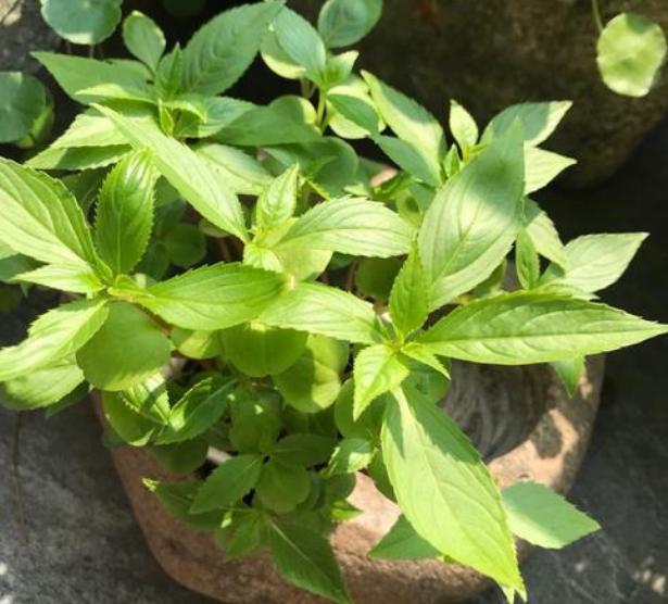 喜阳光充足的“4种花”,多晒太阳,株型饱满、花大色艳开爆盆