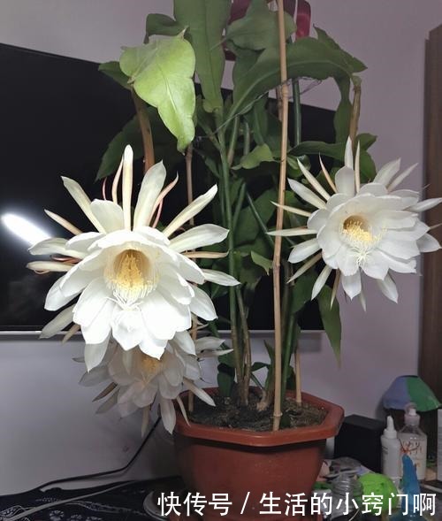这5种花不仅好看,还能当药材来用!很养人!