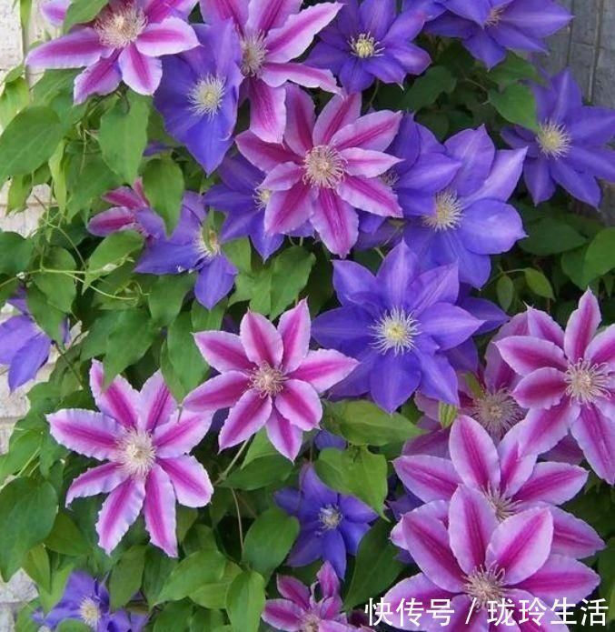 花苞|比香水还好闻的3种花,漂亮又好养,春天开最旺,大家抢着买