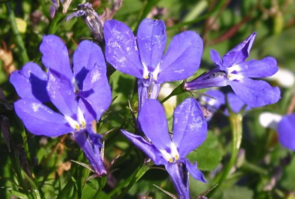 春天最好养的几种花,放在阳台一晒就爆盆,美翻天