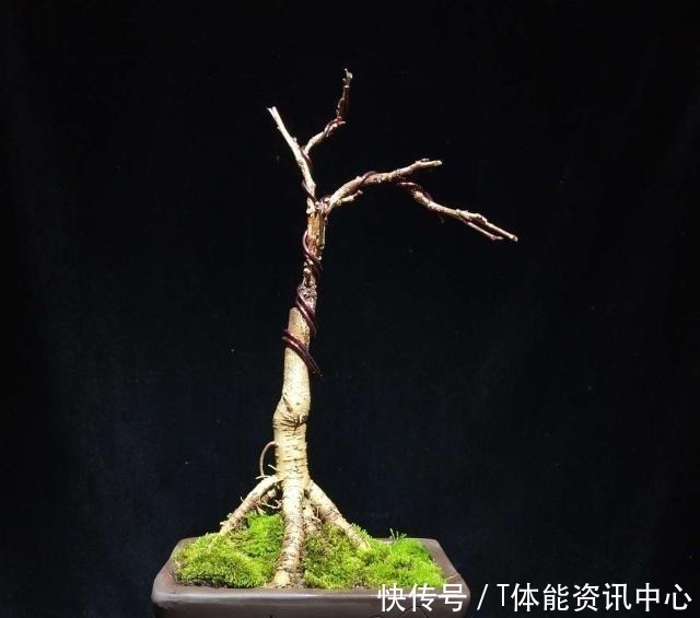 枝干|日本盆景源自中国,其盆景艺术发展迅猛,将盆景艺术推向全世界!