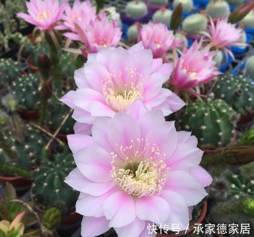 技巧|仙人球过冬有技巧,做好这件事,长势快开花多,新手也会养!