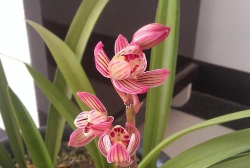  兰花|兰花界的新宠，温度越低，花色越红、香味越浓，是新手养兰首选