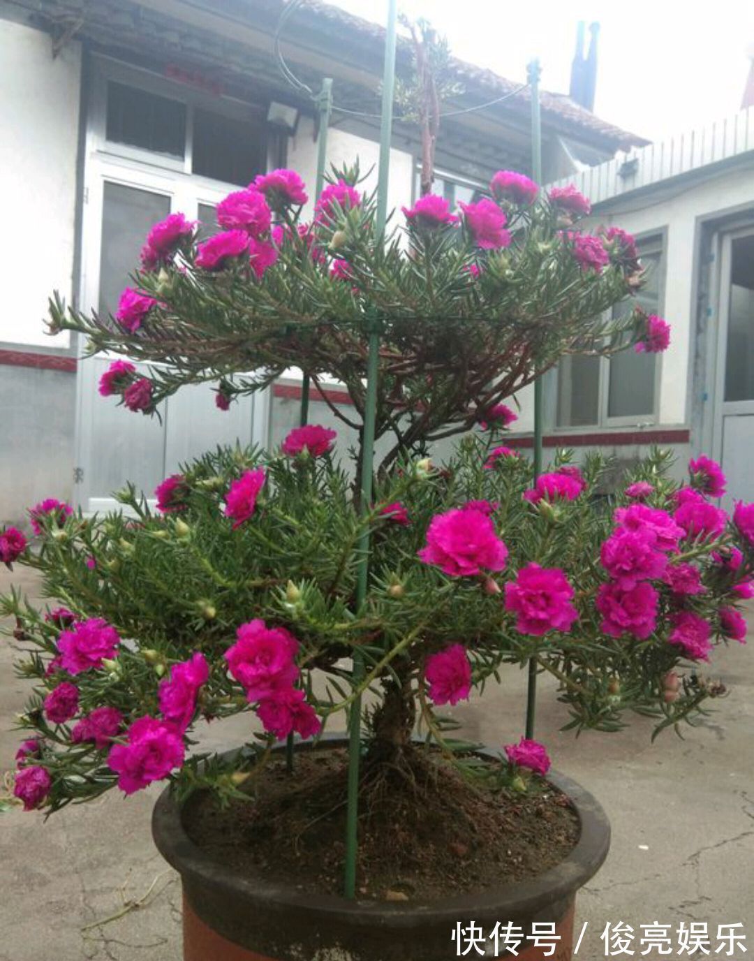 太阳花还是草花吗大神居然把太阳花养成了花树,开花爆盆成花塔