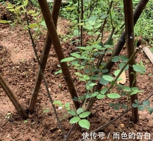 月季半死不活的吗,整顿的机会到了