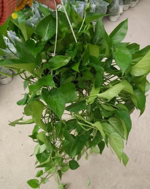 6种漂亮花,挂在窗边阳台上,不占位置,抬头就是风景!