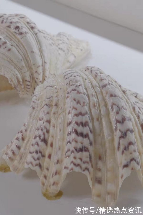 品种类#“珍稀海洋贝类展”展览开展啦 快来贵州地质博物馆打卡吧