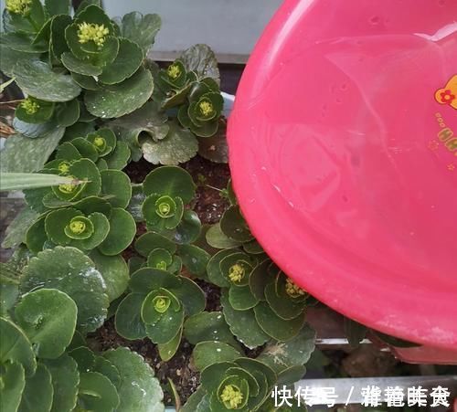 冬天养长寿花,用3个小方法催催花,花团锦簇,色泽鲜艳