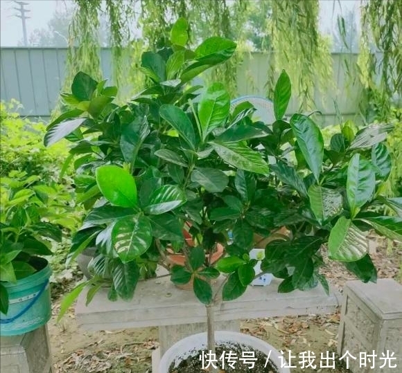 栀子花真难养？避开“3不要”，挤满大花苞，冬天也开爆