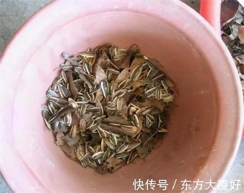 根肥|养君子兰，没事喂点“小零食”，叶绿根肥，花又大又艳