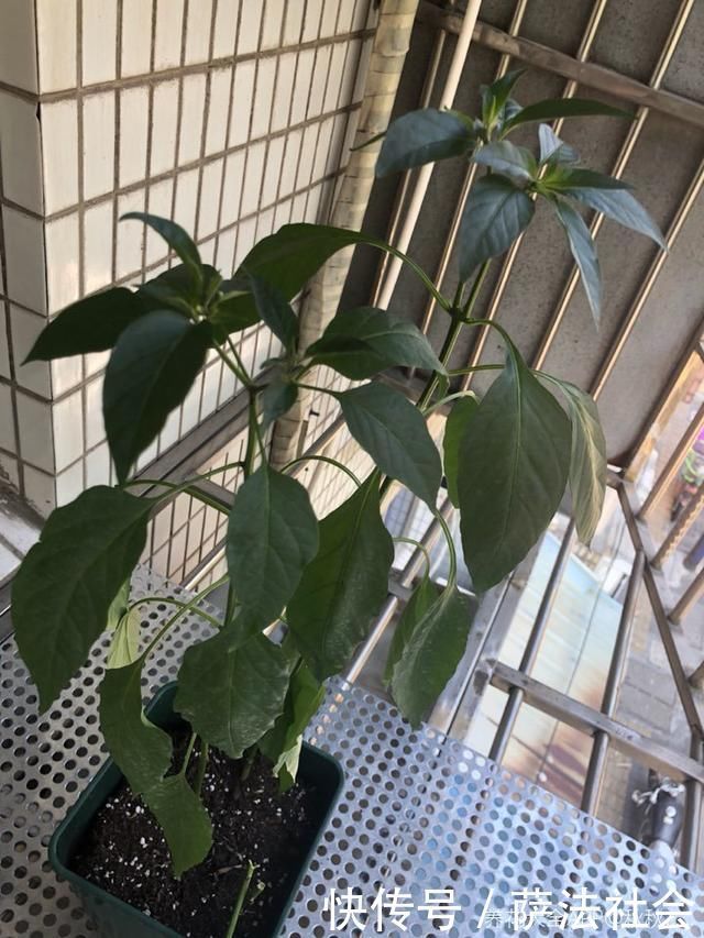 阳台养上“3种菜”,吃一茬长一茬,全家吃都够了