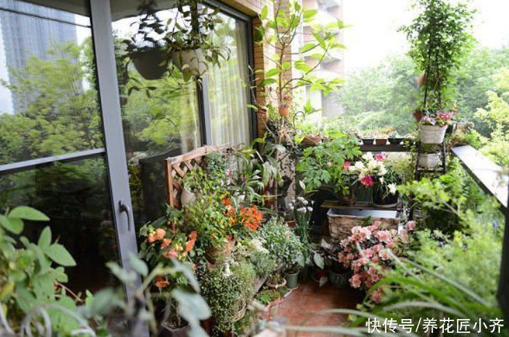 植物|养花忌讳“3种肥”,乱用不好,避免以后就不再黄叶,不用再发愁