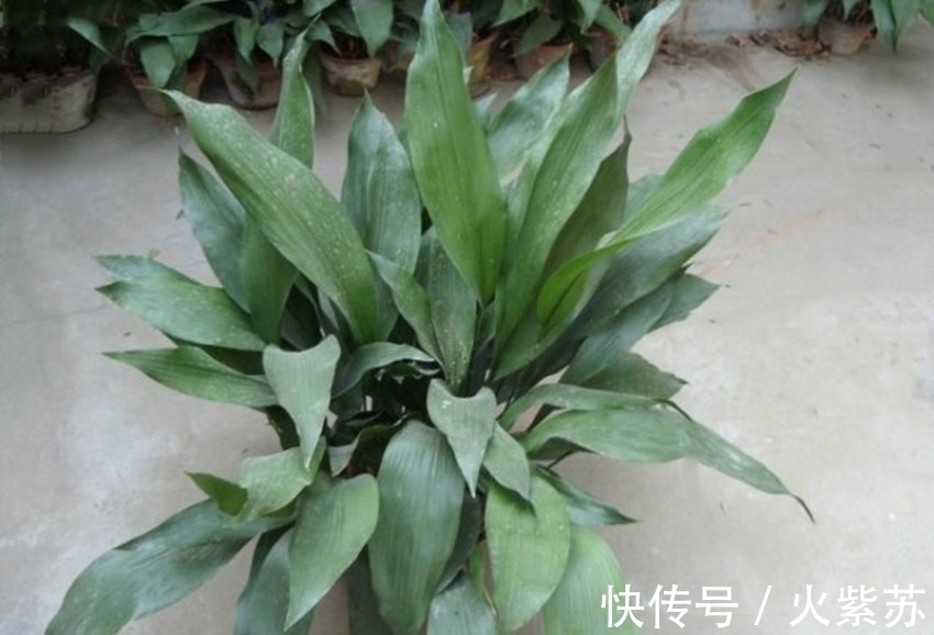 五种花耐阴性很好，天气凉爽也别暴晒，不然容易出问题