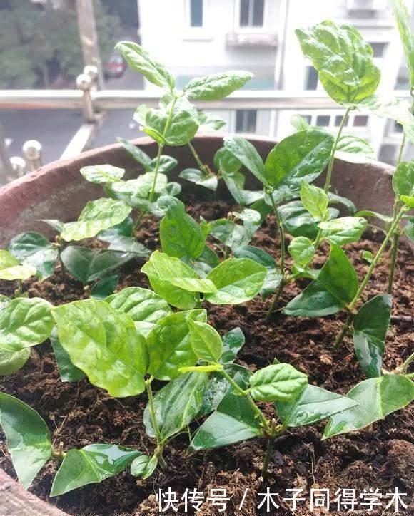 油桶|家里的油桶别再扔,比花盆还好用,养花种菜是神器