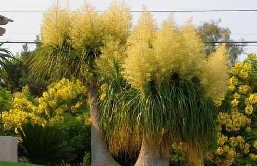 没想到|没想到酒瓶兰开花这么灿烂,养室内变观叶植物,大半年不浇水也行