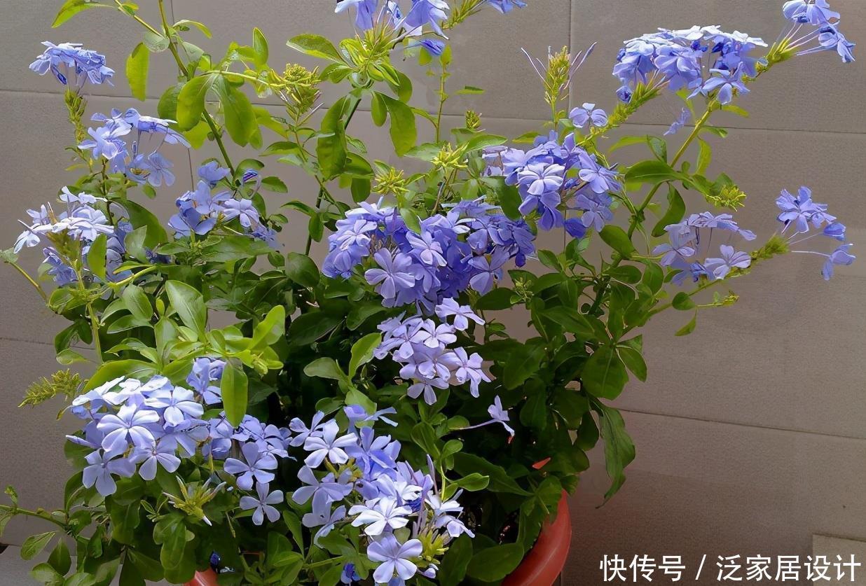 高温天气|新人养花,盆栽这3款,不用怕它们不耐折腾,还漂亮好活