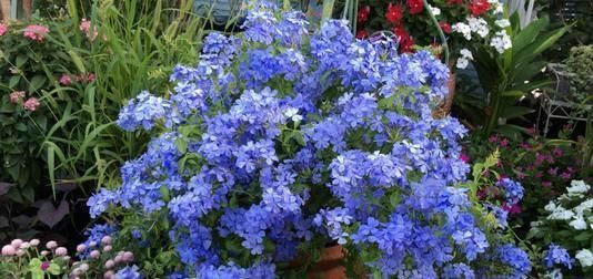 2种漂亮花，现在养一盆正当时，7月开到10月，叶绿花繁