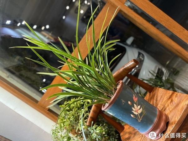 给兰花新手养护的一点心得