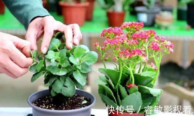 养分|家里的长寿花,用1种方法,让它尽快长成老桩,开花多又美