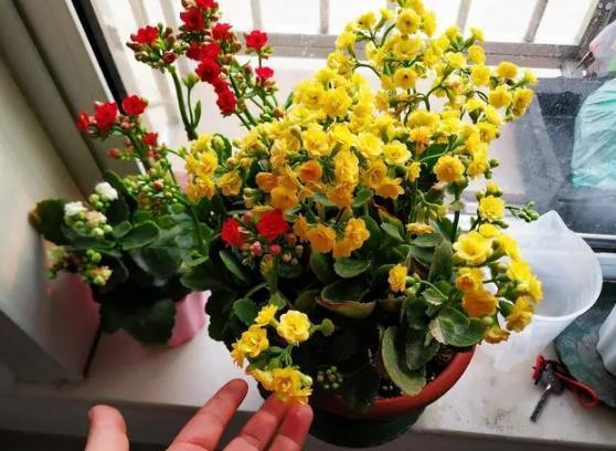 方便袋不要扔,套到盆栽上,可让植物叶子绿得冒油、多开花