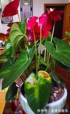 红掌|养红掌，3点“小技巧”，拒绝黄叶烂叶，花儿红彤彤，四季花不断