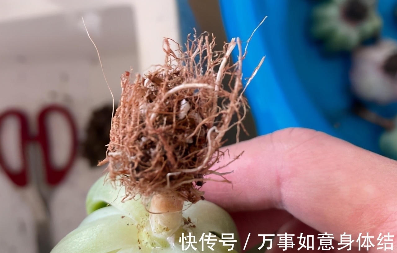 根部|春季给多肉修根需要注意的4个问题,正确修根,多肉长得好抗性强