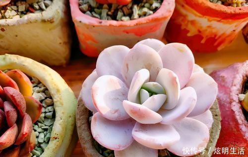 光照|多肉淋水后,哪些事情不该做,早知道才能避免“发烧”