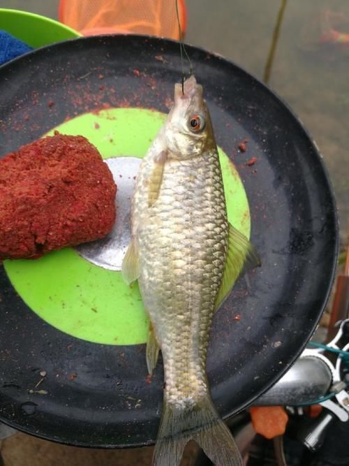 爆护|六陈水库开光新鱼护,崇尚不以爆护秀钓技