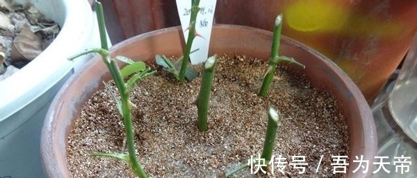 怎么提升扦插育苗的成功率?关键点全藏在这7步操作里