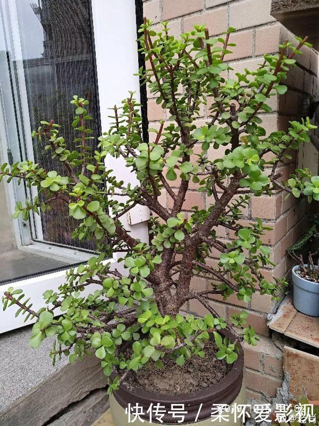 这10种耐旱花,2个月不浇水,叶子反而绿油油