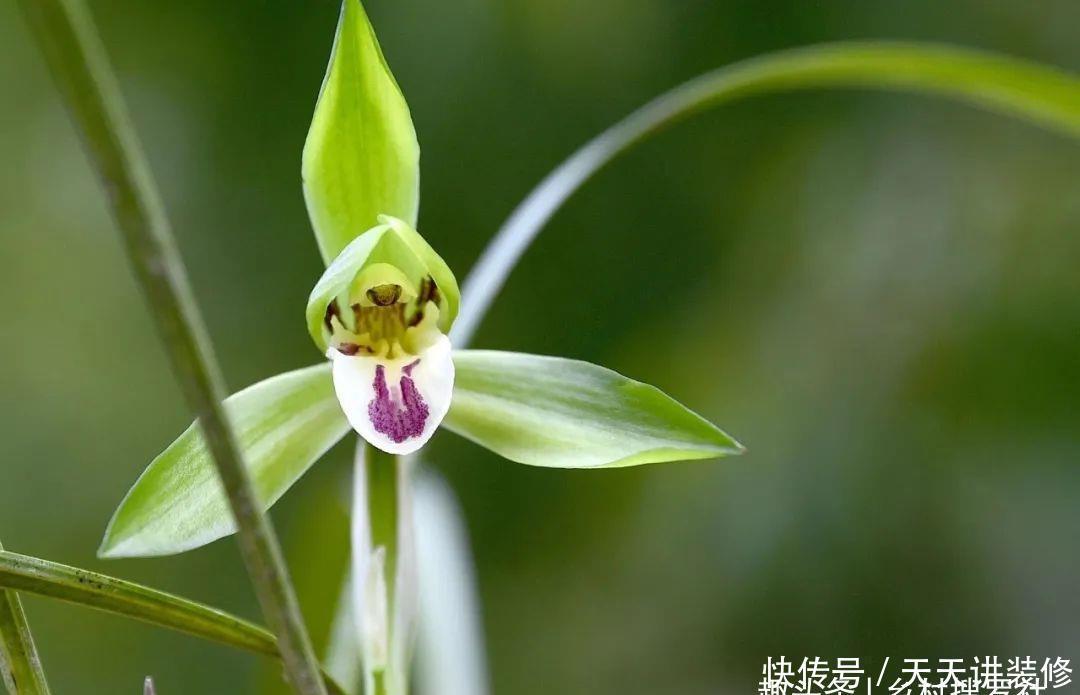 兰花喜酸还是喜碱？很多兰友虽明白，却都做错了