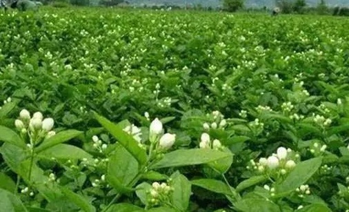 想要家里养的茉莉花多开花,以下3点要做好,枝叶翠绿开花香又多