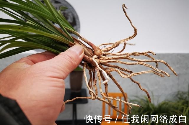 新栽的兰花什么时候浇水当时就浇和隔几天再浇,其实都不完全对
