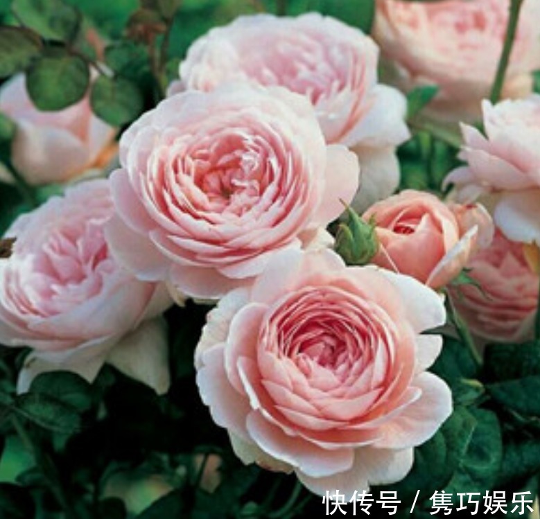 此花超漂亮,花朵硕大、花期长,一开就是200天