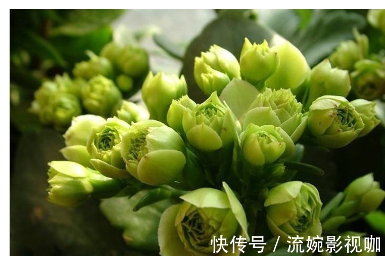 养花|懒人养花就选它,一年四季都在开,掐个叶子插盆里很快就能活!