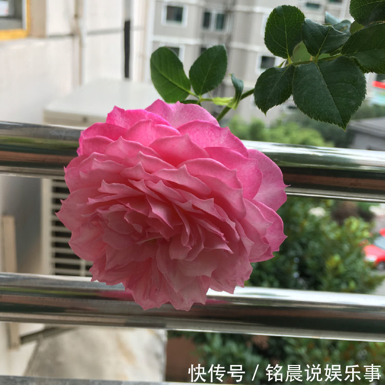 4种花超漂亮,个个美出状态,花开不断,还能旺财!