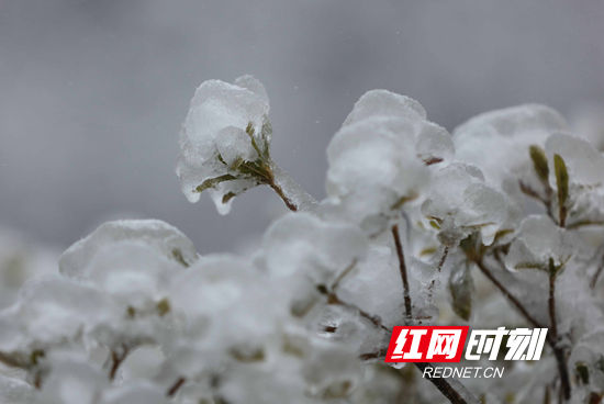 天子山|张家界景区天子山：雨雪迎新春 冰挂晶莹剔透（组图）