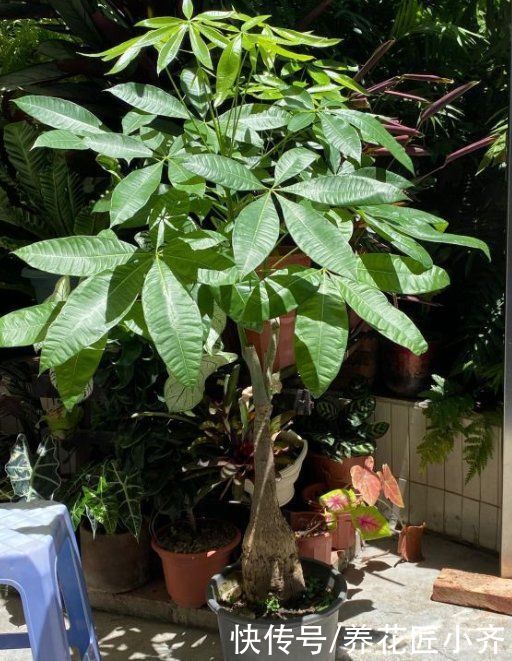 落叶|新手买花要“慎重”，这些花不适合你，买了也养不好