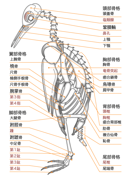 神秘宇宙 一只不会飞的企鹅 为什么还保持了飞鸟骨架特有的龙骨突 快资讯