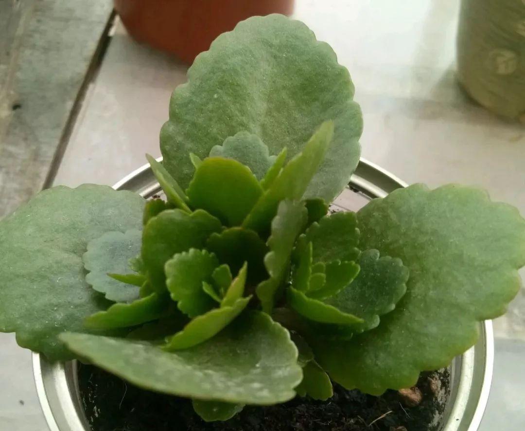 入冬后,这些花别折腾,越折腾越死