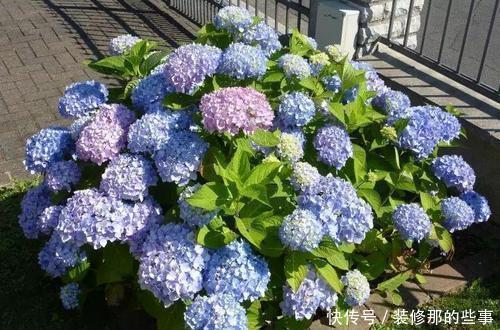 枝繁叶茂|6月养绣球花,三件事趁早做,开出层叠群花,聪明人都做了