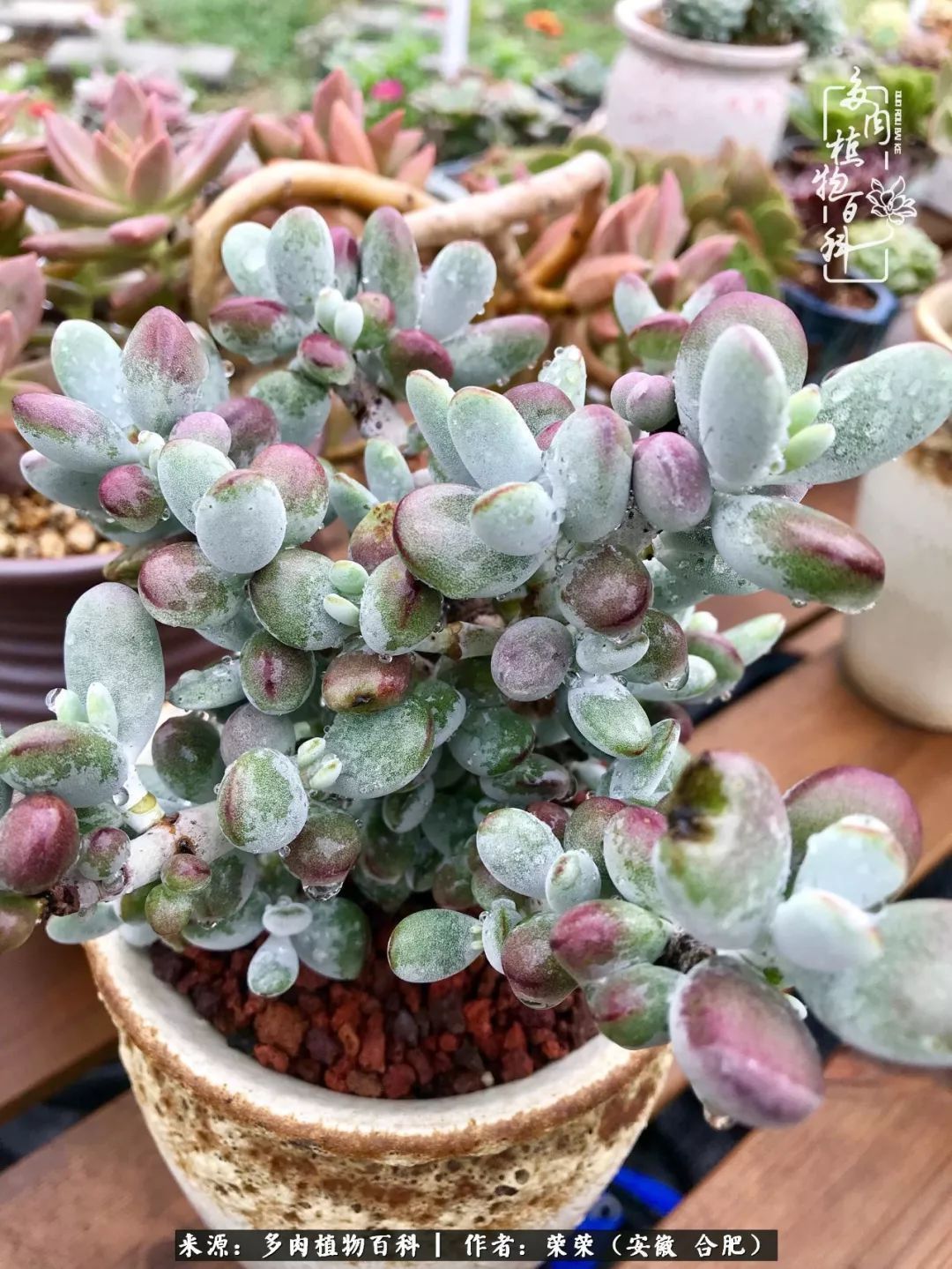 初秋时节,度夏后的多肉陆续回归!偷偷上了一层淡妆!