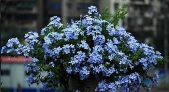 黄叶|养花老板不愿分享的秘密简单几招,不黄叶,花开满盆